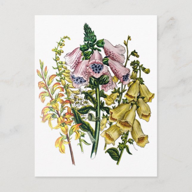 Carte Postale Carnaval des fleurs (Devant)
