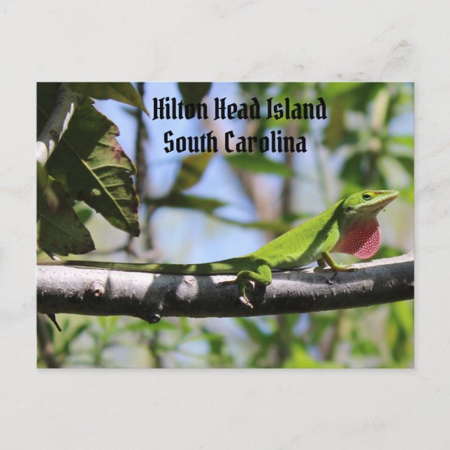 Carte Postale Carolina Anole Hilton Head (Devant)