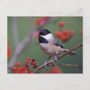 Carte Postale Carolina Chickadee