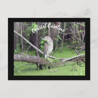 Carte Postale Carolina côtière Bittern Post Card