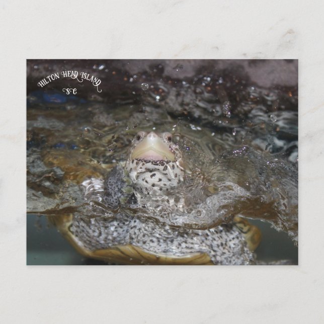 Carte postale Carolina Diamondback Terrapin (Devant)