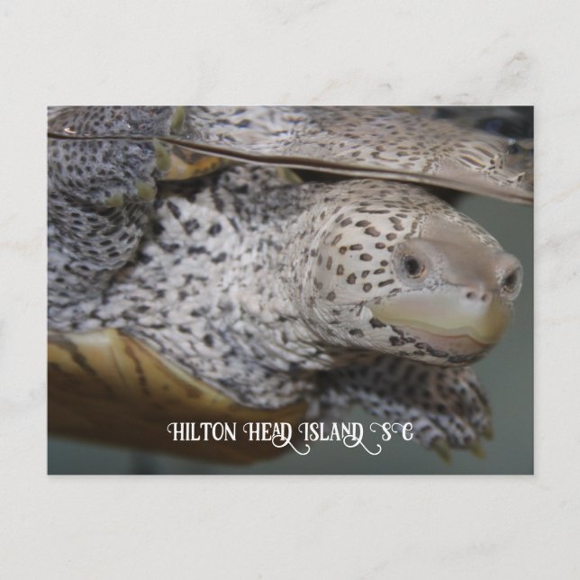 Carte Postale Carolina Diamondback terrapin 2 (Devant)