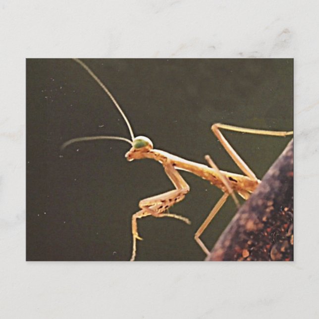Carte Postale Carolina Mantis (Devant)