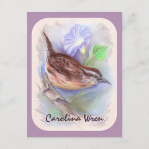 Carte Postale Carolina Wren avec les fleurs de gloire du matin