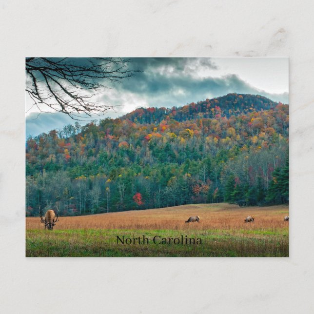 Carte Postale Caroline du Nord pittoresque prairie avec wapitis (Devant)