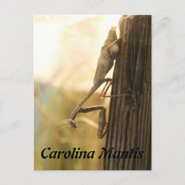 Carte Postale Caroline Mantis (Devant)