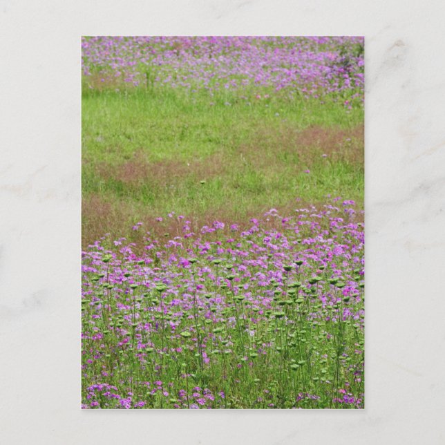 Carte Postale Carota du Lace Daucus de la reine Anne) en croissa (Devant)