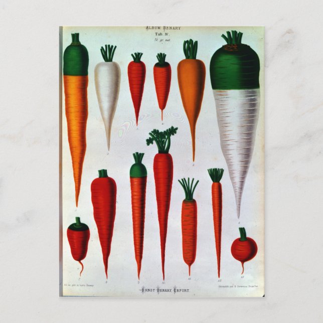 Carte Postale Carottes (Devant)