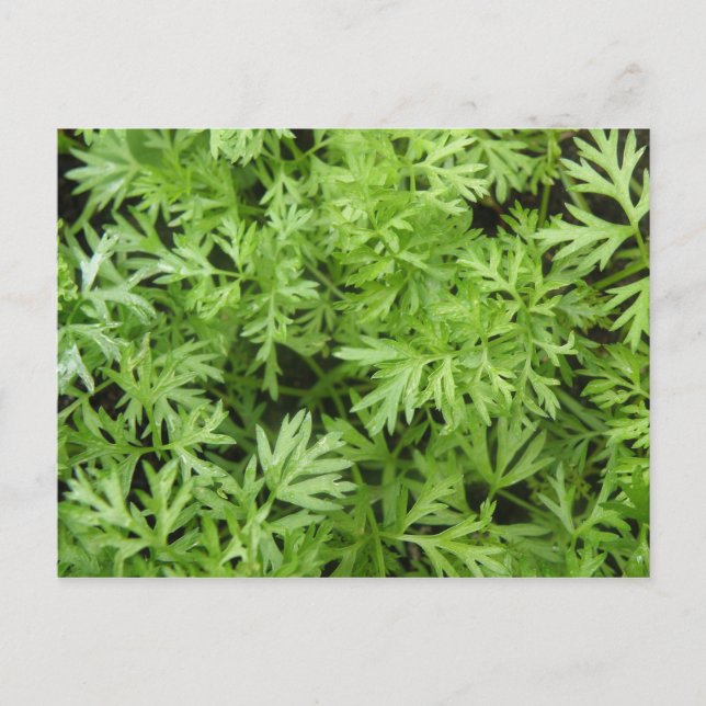 Carte postale Carottes (Devant)
