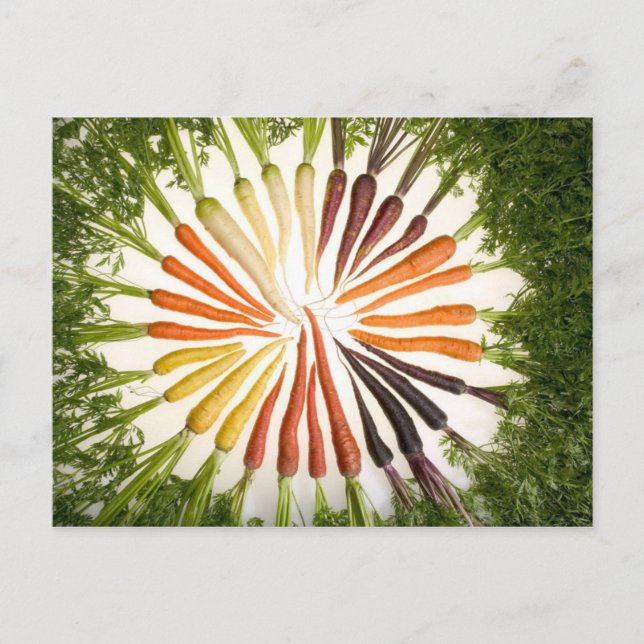 Carte Postale Carottes de plusieurs couleurs (Devant)