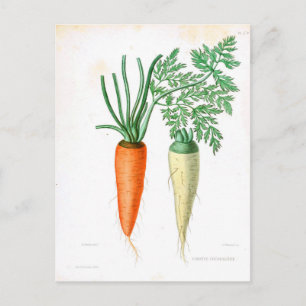 Carte Postale Carottes vintages Impression botanique