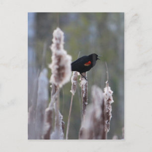 Carte Postale Carouge à épaulettes (Agelaius phoeniceus)