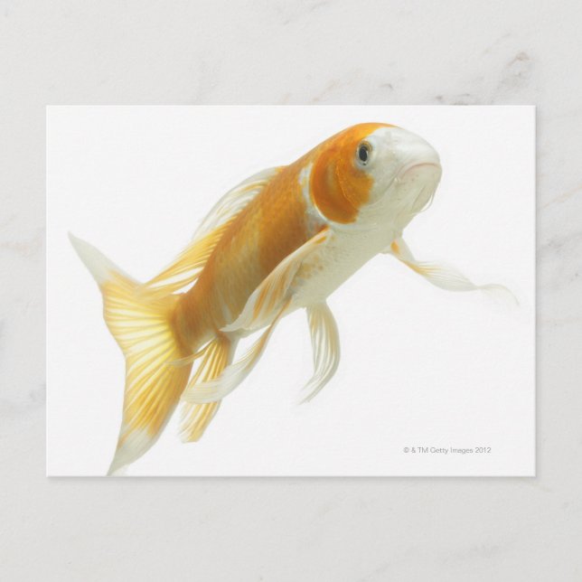 Carte Postale Carpe (Cyprinus carpio) (Devant)