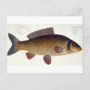 Carte Postale Carpe (Cyprinus Carpio) plaque XVI de 'Ichthyologi