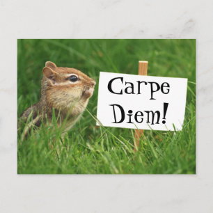 Carte Postale Carpe Diem ! Chipmunk avec signe