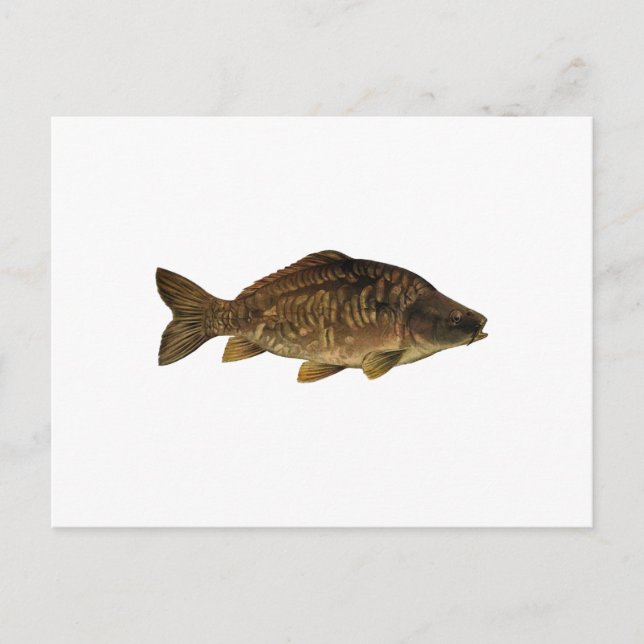Carte Postale Carpe miroir (Devant)