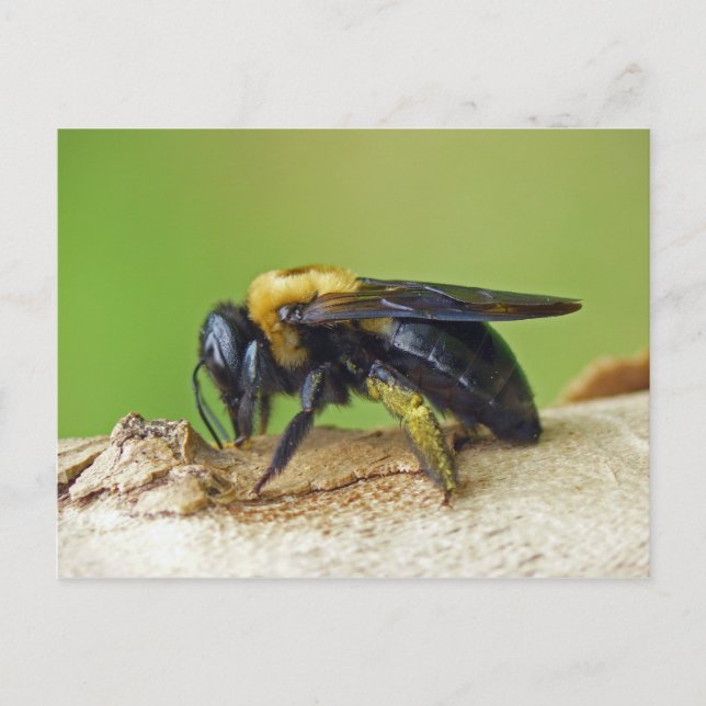 Carte Postale Carpenter Bee. (Devant)