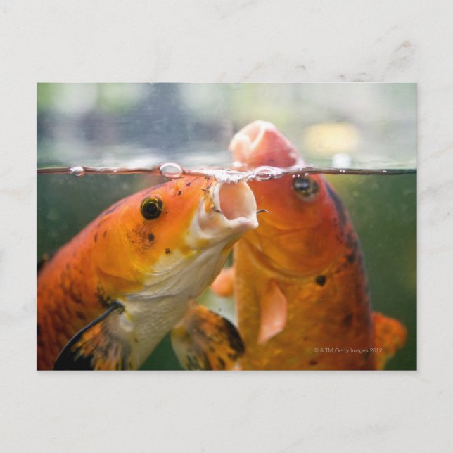 Carte Postale Carpes de Koi (Devant)