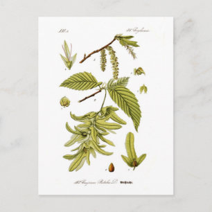 Carte Postale Carpinus betulus (faisceau de route européen)
