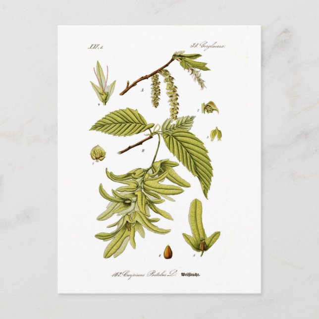 Carte Postale Carpinus betulus (faisceau de route européen) (Devant)