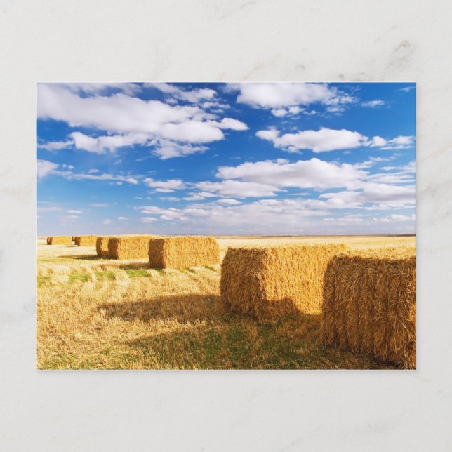 Carte Postale Carré Hay Bales (Devant)