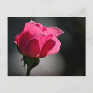 Carte Postale Cartão Postal - Rosa (Casa das Rosas) Nº5