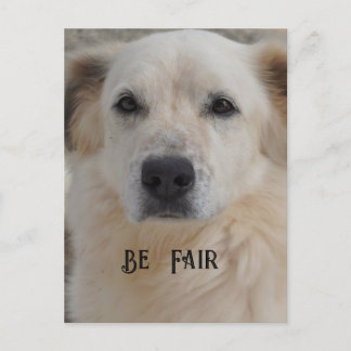 Carte Postale Carte, Golden Retriver