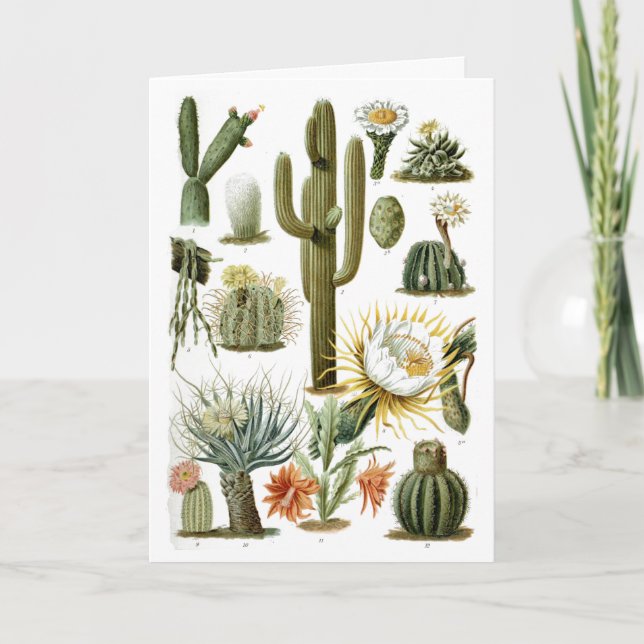 Carte postale Carte graphique Cactus vintage (Devant)