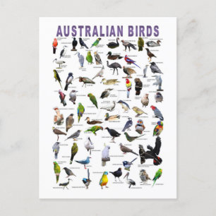 Carte postale Carte postale Australian Birds Chart