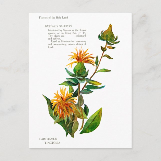 Carte Postale Carthamus Tinctoria (Devant)