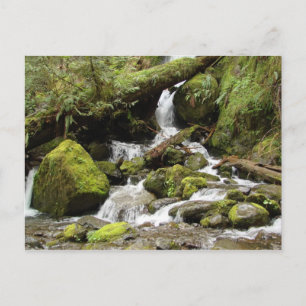 Carte Postale Cascade du lac Quinault