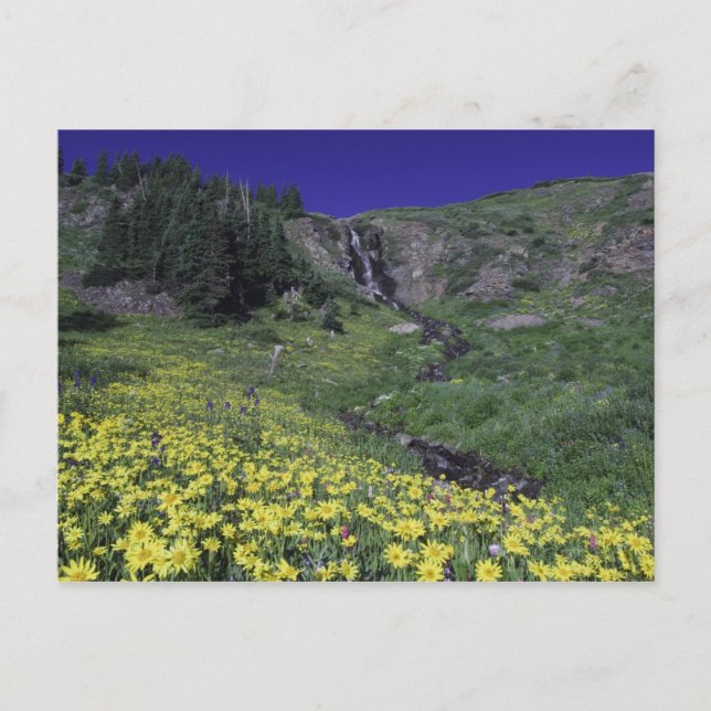 Carte Postale Cascade et fleurs sauvages dans la prairie alpine, (Devant)