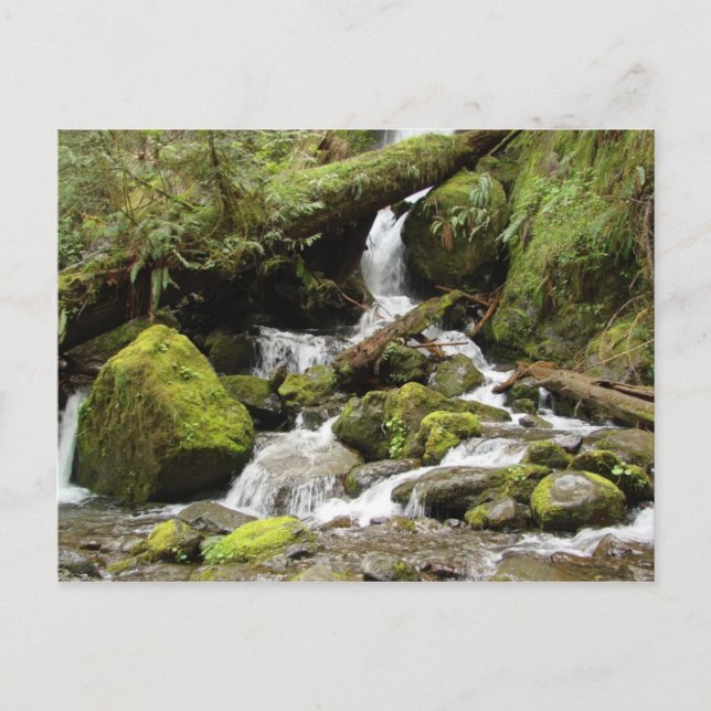 Carte Postale Cascade sur South Shore Road au lac Quinault (Devant)