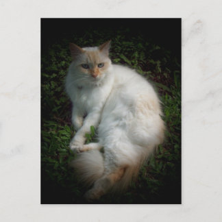 Carte Postale Caspar le chat