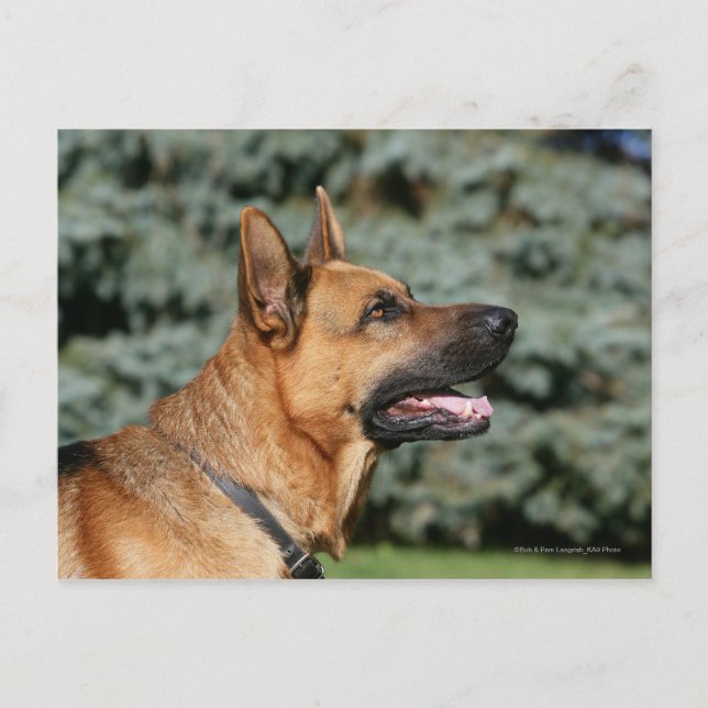 Carte Postale Casque berger allemand 1 (Devant)
