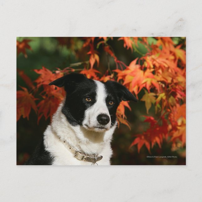 Carte Postale Casque Collie Automne Bordure (Devant)