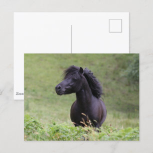 Carte Postale Casque de Bob Langrish Black Shetland Pony Stallio
