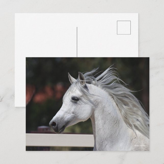 Carte Postale Casque de Stallion arabe gris Mane Flower (Devant / Derrière)