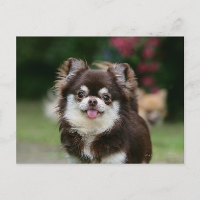 Carte Postale Casque long Haired Chihuahua 1 (Devant)