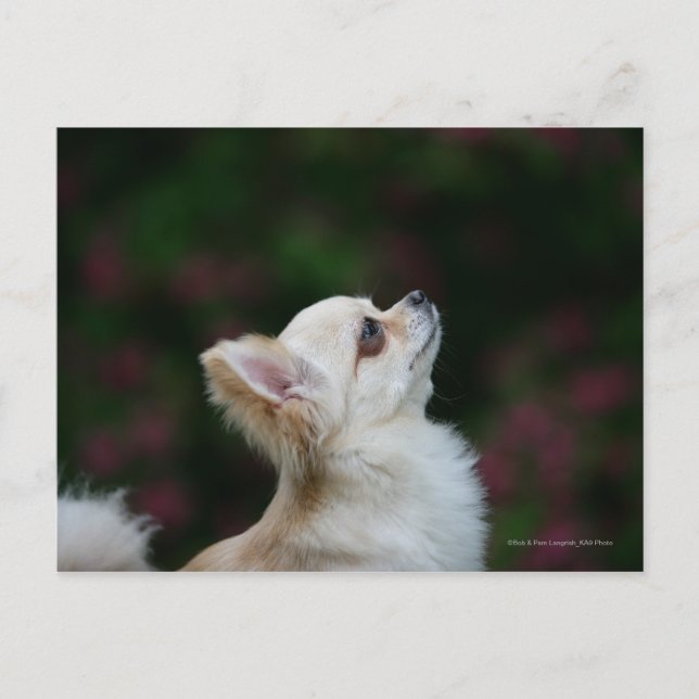 Carte Postale Casque long Haired Chihuahua 2 (Devant)