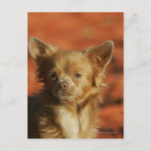 Carte Postale Casquette Chihuahua Puppy