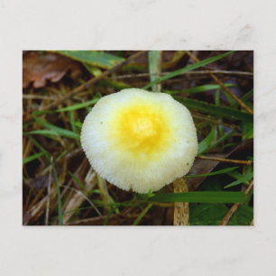 Carte postale Casquette de champ jaune