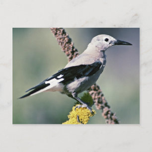 Carte Postale Casse-noix de Clark