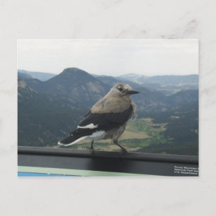 Carte Postale Casse-noix de Clark