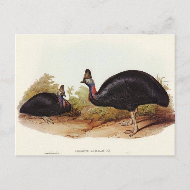 Carte Postale Cassowary australien par Elizabeth Gould (Devant)