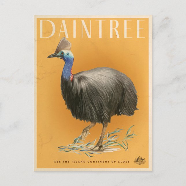 Carte postale Cassowary de Daintree Rainforest (Devant)