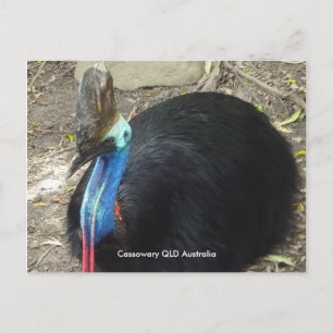 Carte Postale Cassowary QLD Australie