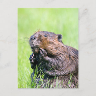 Carte Postale Castor mouillé