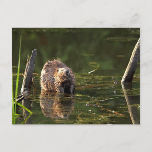 Carte Postale Castor souriant