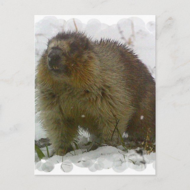 Carte postale Castors classique (Devant)